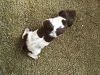 CHIOT