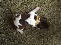 CHIOT