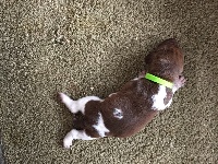 CHIOT