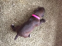 CHIOT