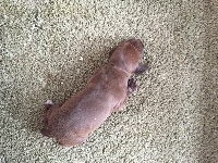 CHIOT