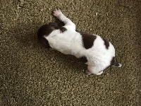CHIOT