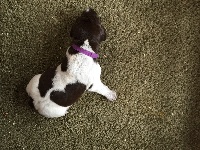 CHIOT