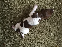 CHIOT